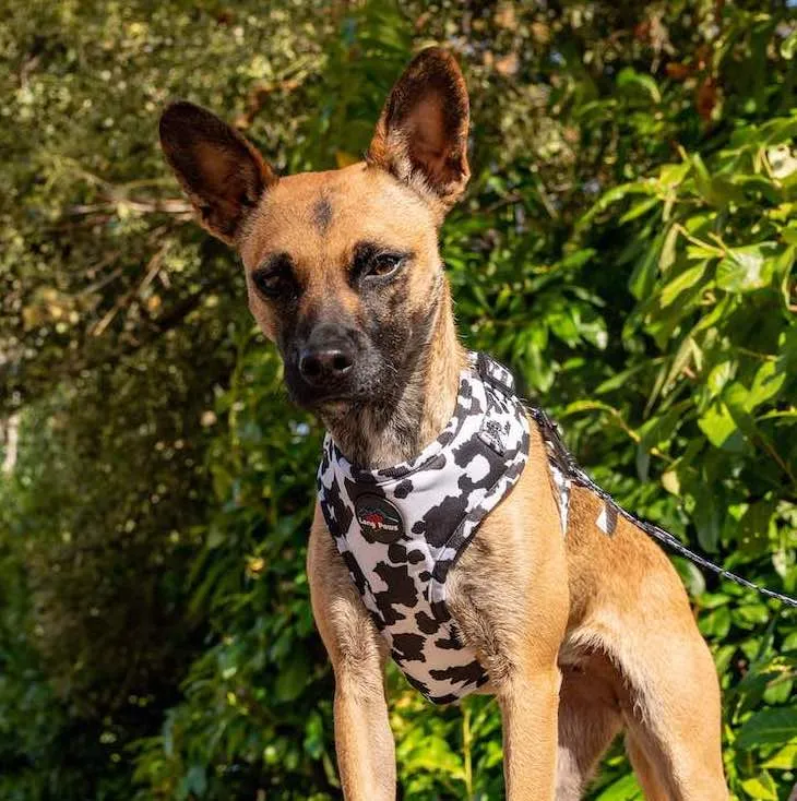 Funk the Dog Harness & Lead Set | Cow Print