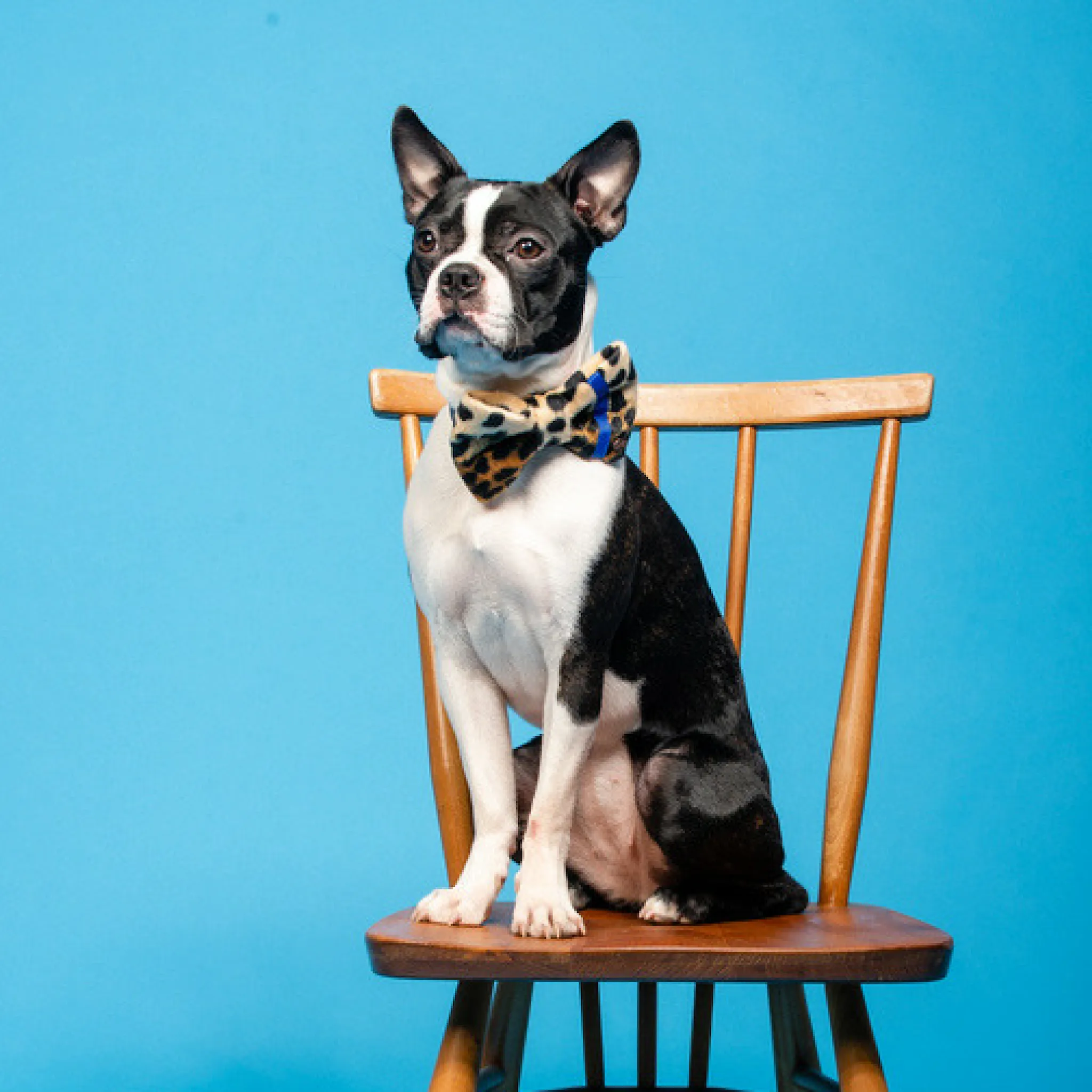 Neon Leopard Dog Bow Tie | Blue