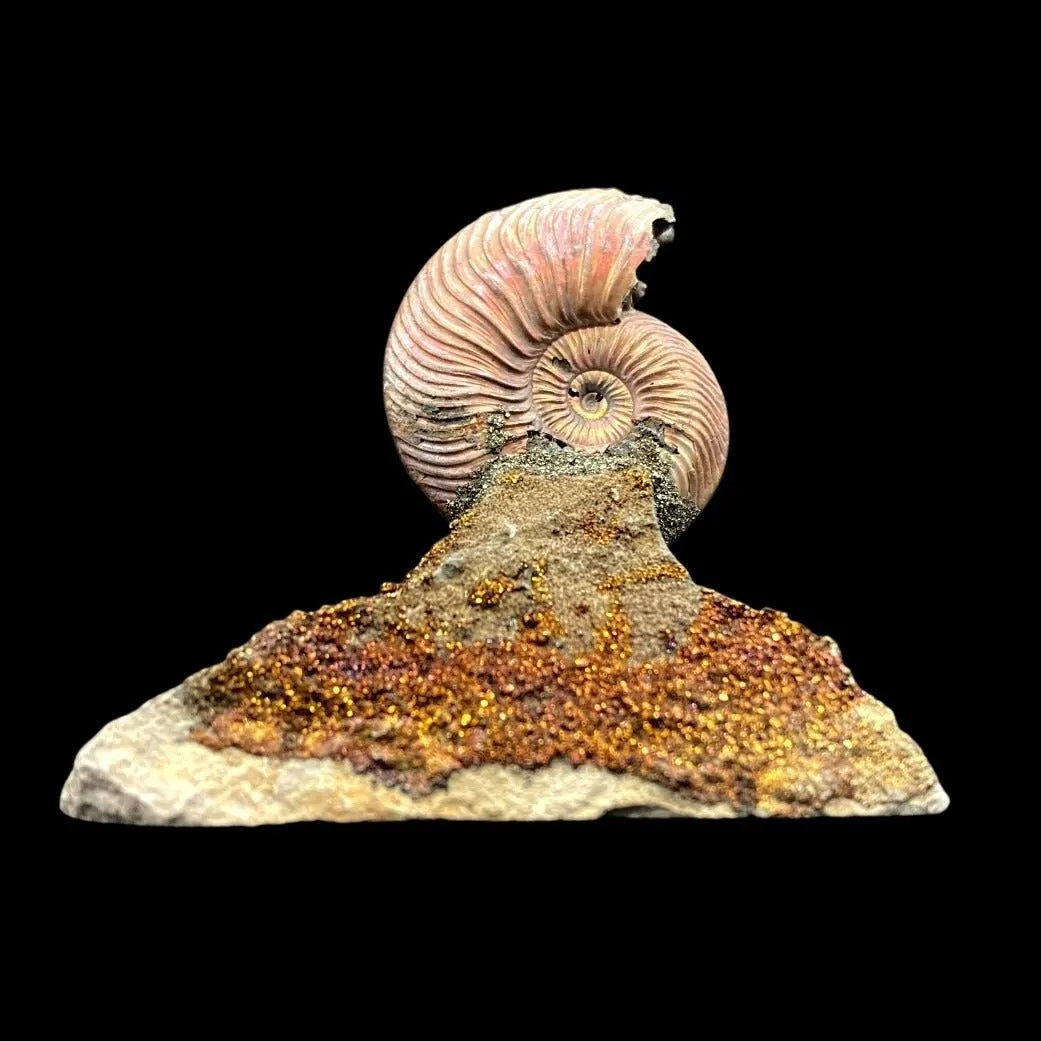 Opalized Ammonite Fossil For Sale